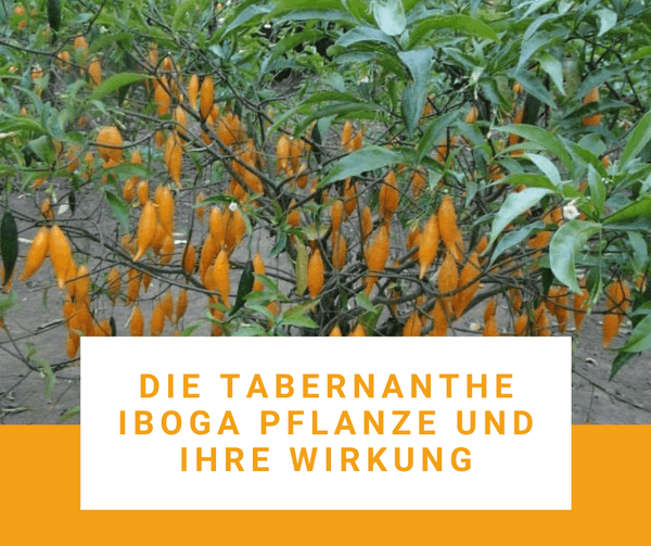Iboga - Die Tabernanthe Iboga Pflanze und ihre Wirkung