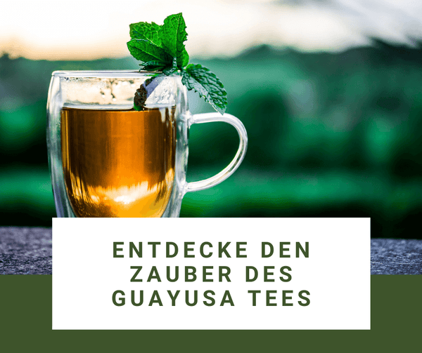 Guayusa Tea - the perfect alternative to coffee and black tea 